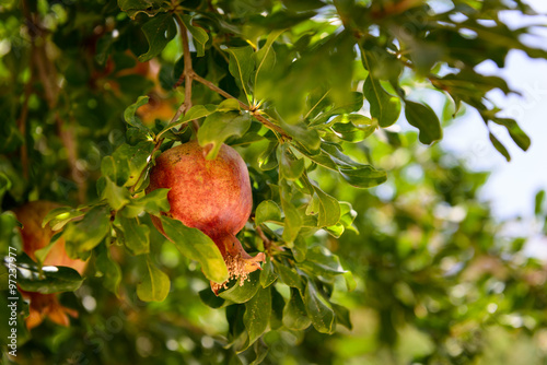 Pomegranate.
Pomegranate on tree, fresh fruit in the garden.