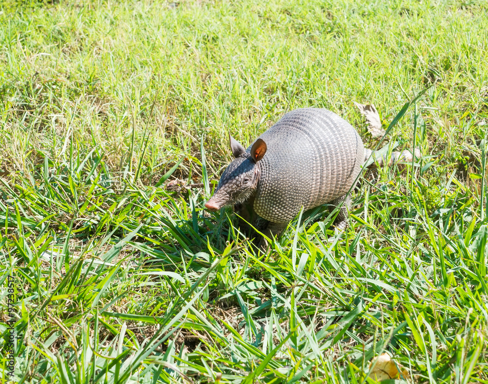Nine-banded armadillo sniffing Nine-banded armadillo sniffing