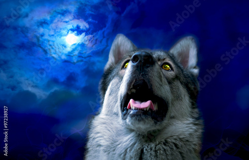 Wolf/Wolf at night, select focus on eyes. Digital retouch.