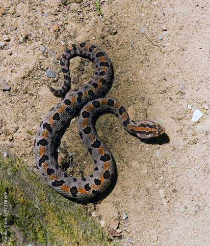 Western Pygmy Rattlesnake (Sistrurus miliarius streckeri)