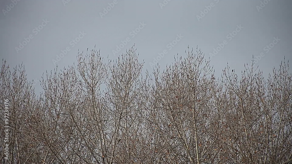 a stand of leafless trees on a cold day a stand of leafless trees on a cold day