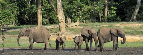 The African Forest Elephants, Loxodonta africana cyclotis, (forest dwelling elephant) of Congo Basin. At the Dzanga saline (a forest clearing) Central African Republic, Sangha-Mbaere, Dzanga Sangha photo