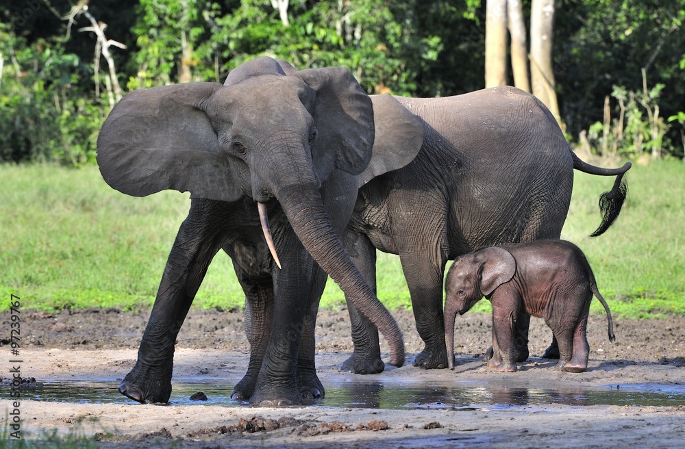 Fototapeta premium The elephant calf and elephant cow The African Forest Elephant, Loxodonta africana cyclotis. At the Dzanga saline (a forest clearing) Central African Republic, Dzanga Sangha
