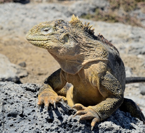 Galapagos Land Iguana   Conolophus subcristatus   