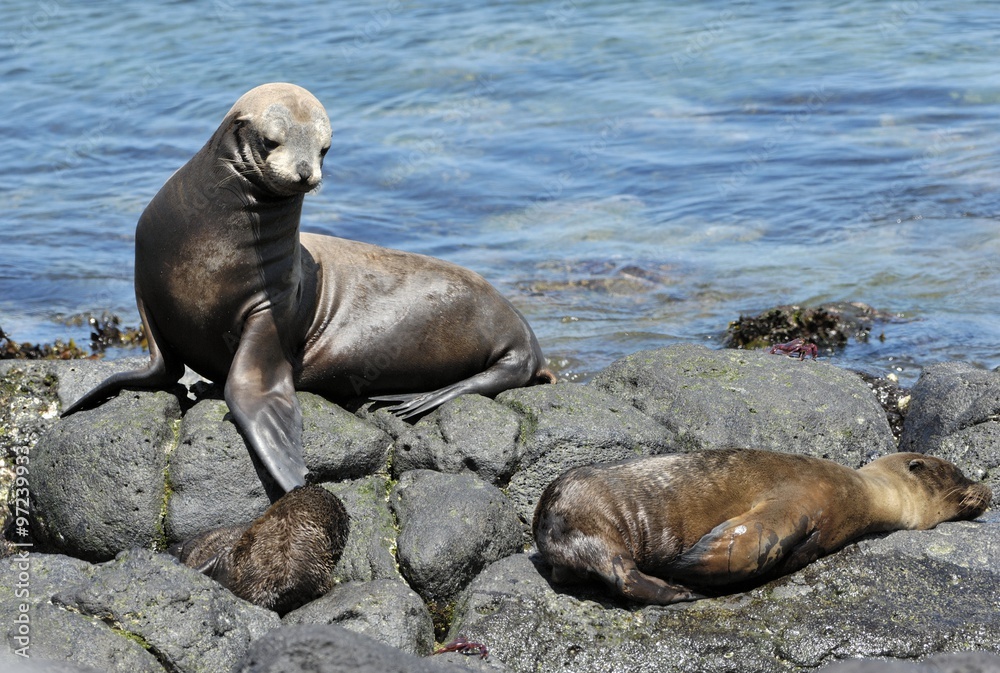 Fototapeta premium A Sea Lion rests on the rocky shoreline of the Galapagos Islands