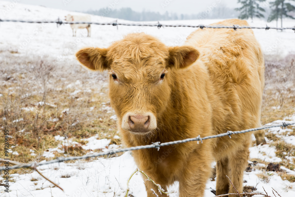 Calf behind barbed wire on the snowy field. Arkansas, United Sta Calf behind barbed wire on the snowy field. Arkansas, United Sta