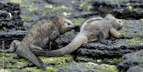 Marine Iguanas Fighting For Dominance. Marine Iguanas fighting on the black lava rocks, © Uryadnikov Sergey