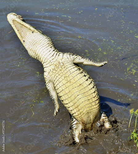 The Cuban crocodile (Crocodylus rhombifer) jumping out of water