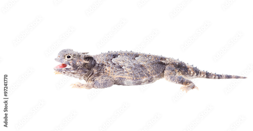 Fototapeta premium Short-horned lizard (Phrynosoma platyrhinos) with mouth open. I