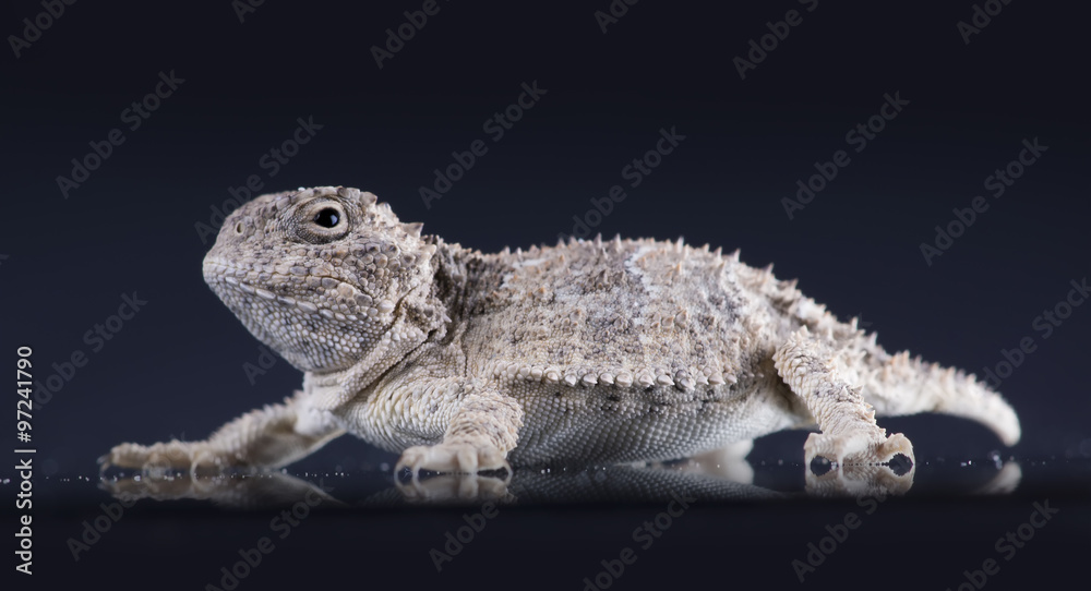 Naklejka premium Short-horned lizard (Phrynosoma platyrhinos) on dark backgroun