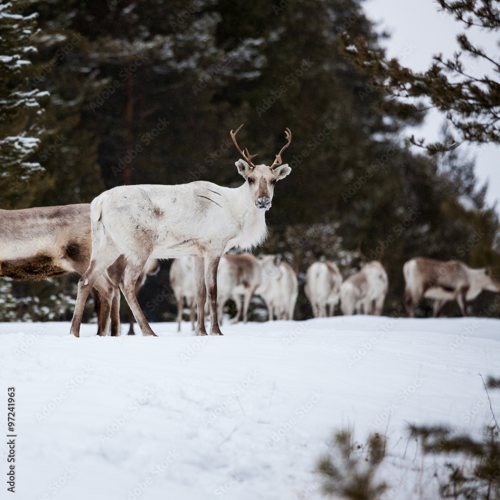 Reindeer flock in the wild at winter Reindeer flock in the wild at winter
