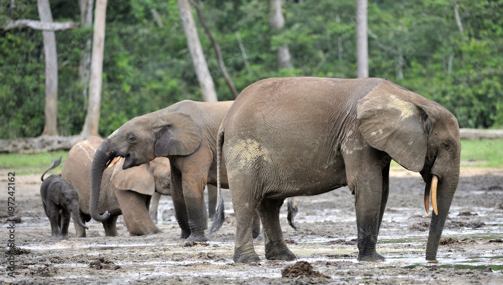 Fototapeta premium Słoń afrykański leśny, Loxodonta africana cyclotis, dorzecza Konga. Na solance Dzanga (polana leśna) Republika Środkowoafrykańska, Sangha-Mbaere, Dzanga Sangha