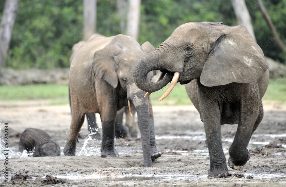 Fototapeta premium African Forest Elephant, Loxodonta africana cyclotis, of Congo Basin. At the Dzanga saline (a forest clearing) Central African Republic, Sangha-Mbaere, Dzanga Sangha