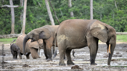  African Forest Elephant  Loxodonta africana cyclotis  of Congo Basin. At the Dzanga   saline  a forest clearing  Central African Republic  Sangha-Mbaere  Dzanga Sangha  