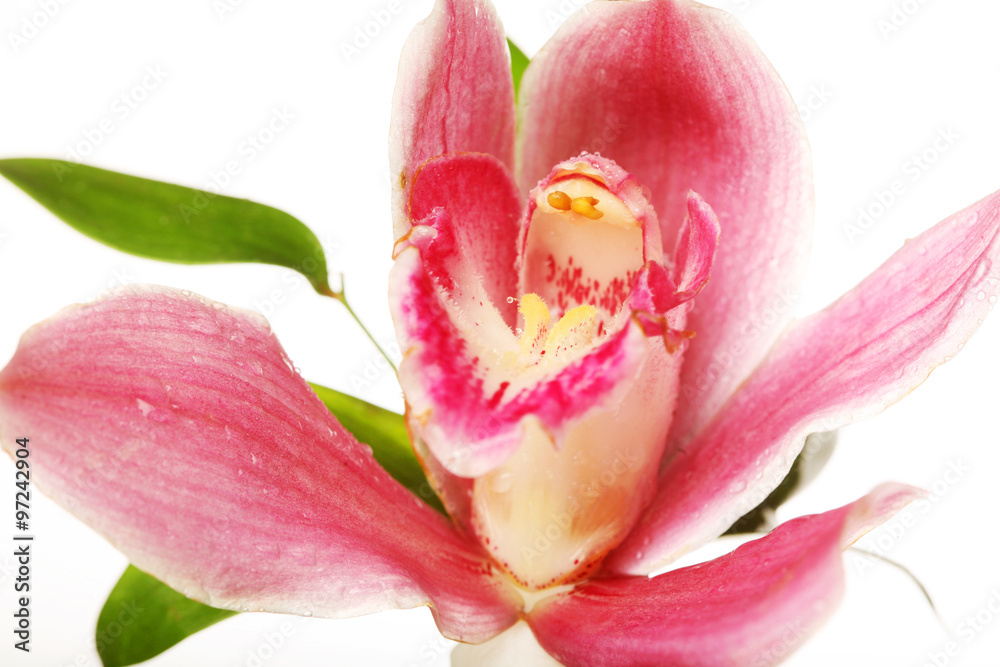 pink Orchid closeup pink Orchid closeup