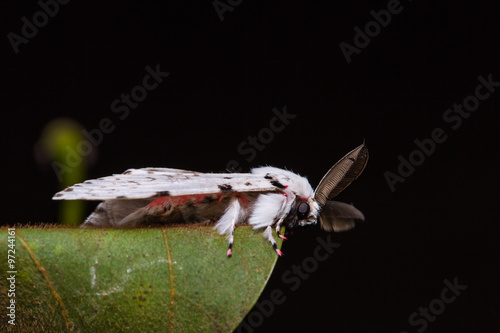 Fototapeta Naklejka Na Ścianę i Meble -  Lymantria marginalis moth on green leaf