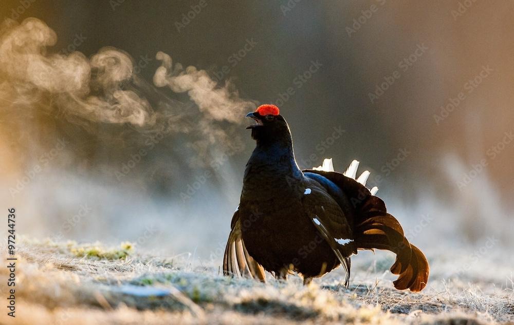 Portrait of a lekking black grouse (Tetrao tetrix) with steam breath. Portrait of a lekking black grouse (Tetrao tetrix) with steam breath.