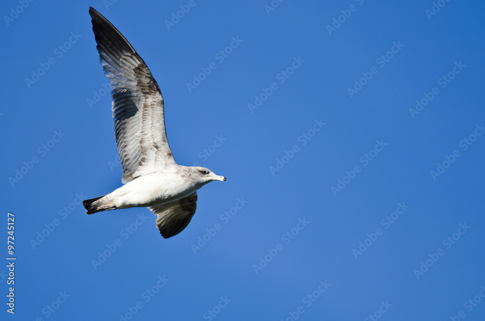 Obraz premium Ring-Billed Gull Flying in a Blue Sky
