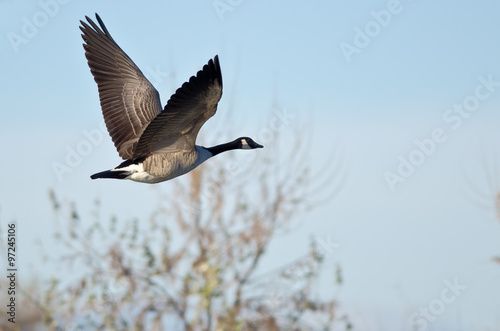 Canada Goose Flying Low Over the Autumn Pond © rck