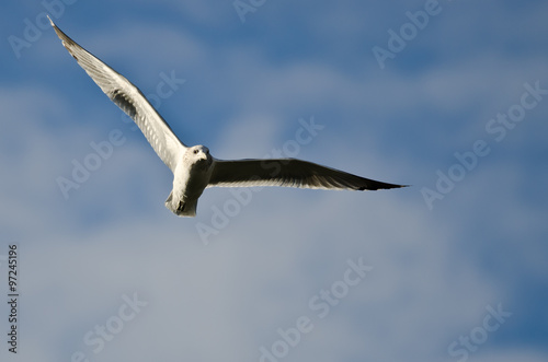 Ring-Billed Gull Flying in a Cloudy Blue Sky