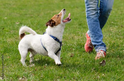 Obedient dog looking up doing walking exercise with owner during obedience training