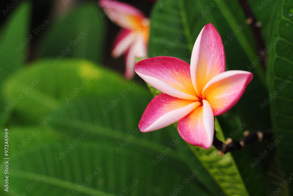 plumeria flowers blossom nature background green bloom color pink