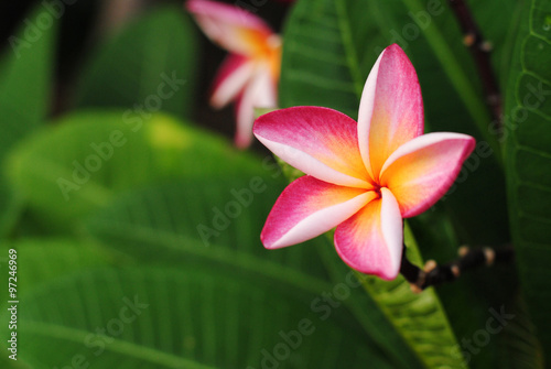 plumeria flowers blossom nature background green bloom color pink