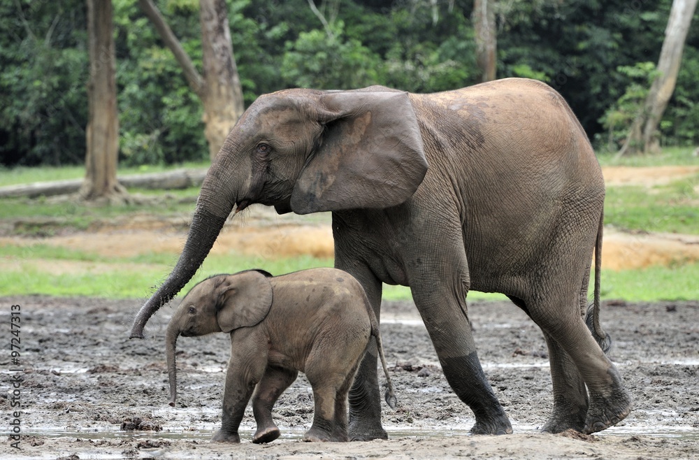 Obraz premium The elephant calf is fed with milk of an elephant cow The African Forest Elephant, Loxodonta africana cyclotis. At the Dzanga saline (a forest clearing) Central African Republic, Dzanga Sangha