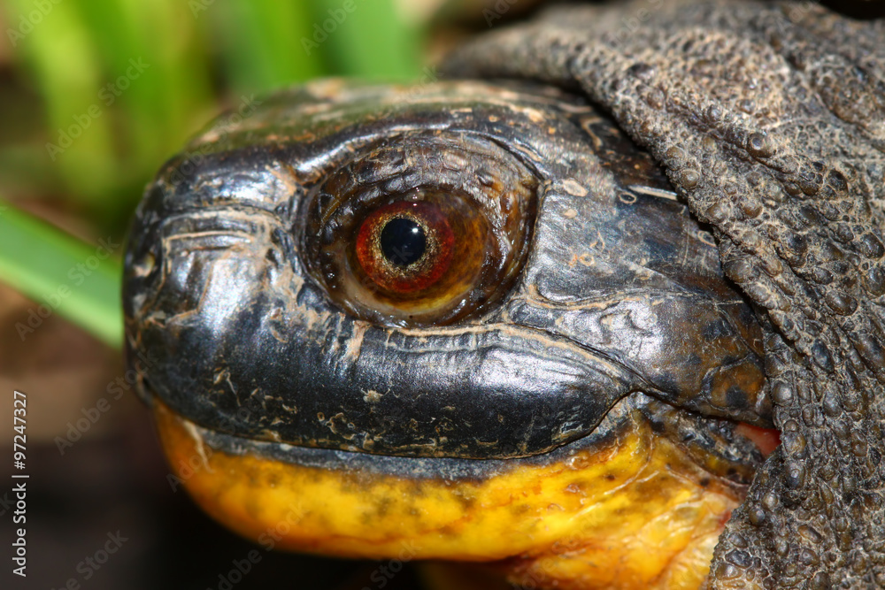 Obraz premium Blandings Turtle (Emydoidea blandingii)
