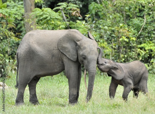 The elephant calf is fed with milk of an elephant cow The African Forest Elephant  Loxodonta africana cyclotis. At the Dzanga saline  a forest clearing  Central African Republic  Dzanga Sangha