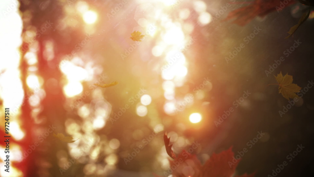 Autumn leaves falling