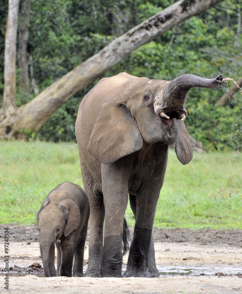 The elephant calf is fed with milk of an elephant cow The African Forest Elephant, Loxodonta africana cyclotis. At the Dzanga saline (a forest clearing) Central African Republic, Dzanga Sangha