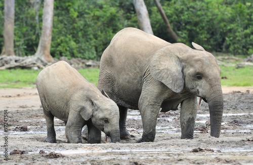  African Forest Elephant  Loxodonta africana cyclotis  of Congo Basin. At the Dzanga saline  a forest clearing  Central African Republic  Sangha-Mbaere  Dzanga Sangha