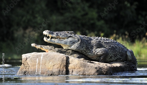 Cuadro en lienzo Nile crocodile
