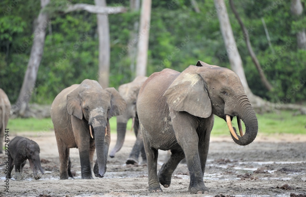 Fototapeta premium African Forest Elephant, Loxodonta africana cyclotis, of Congo Basin. At the Dzanga saline (a forest clearing) Central African Republic, Sangha-Mbaere, Dzanga Sangha