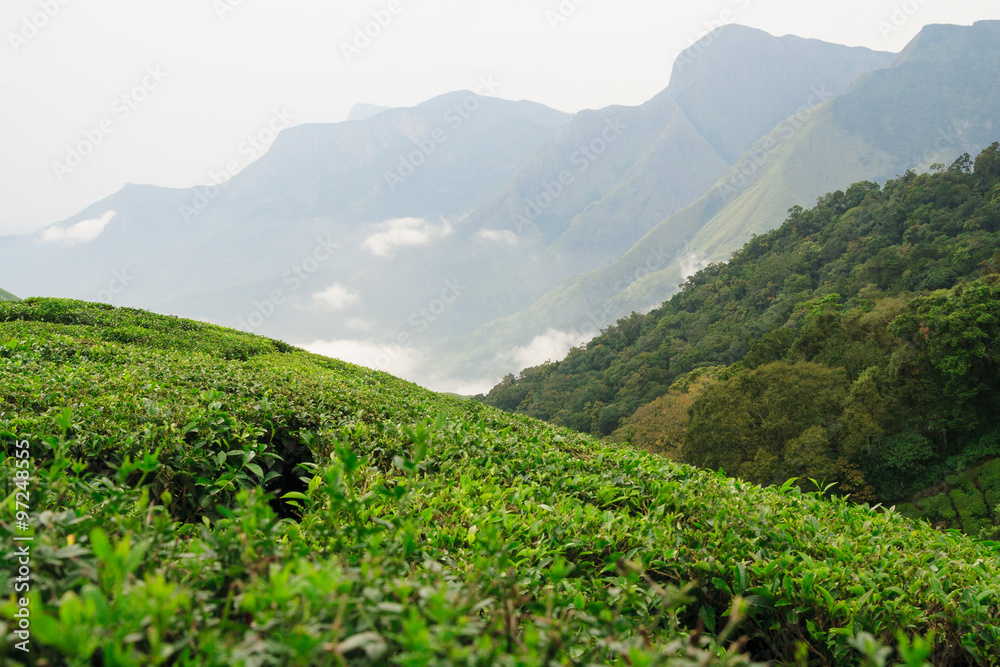 Tea plantations in munnar india