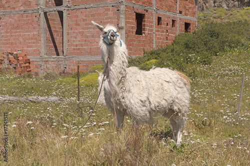 Llama waiting at the Edge of Town © wildnerdpix