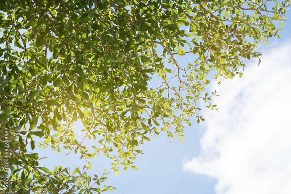 Fototapeta premium sun light on green leaf and blue sky
