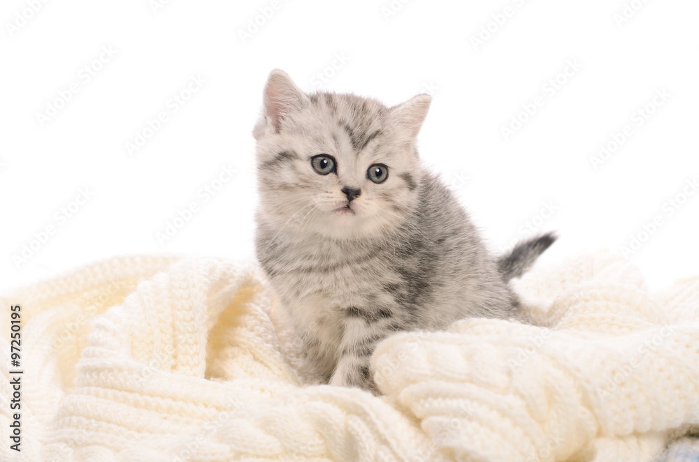 light gray kitty on white knitted fabric
