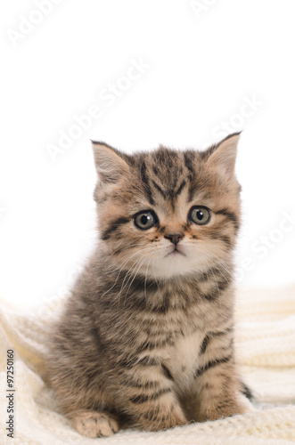 stripy gray kitten on white knitted fabric © cheese78