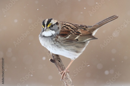 Bird In Snow