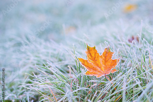 Fotografie Frost on the leaf and grass.