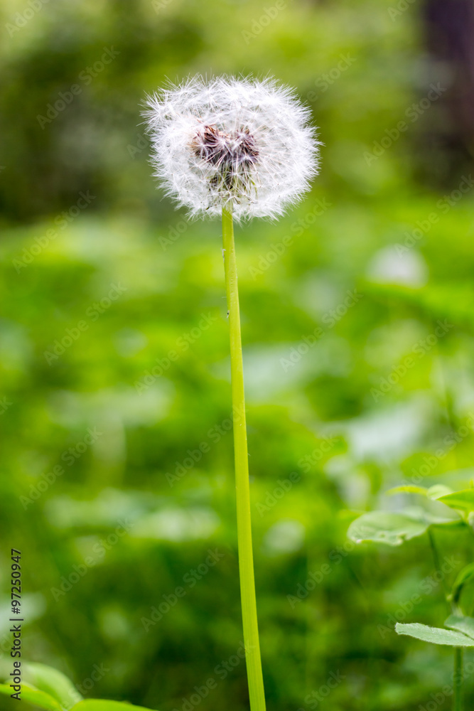 Dandelion on a fresh green background Dandelion on a fresh green background