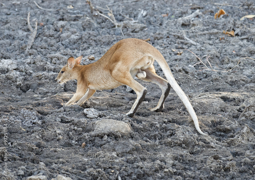 Naklejka premium Young wallabyin outback Queensland, Australia