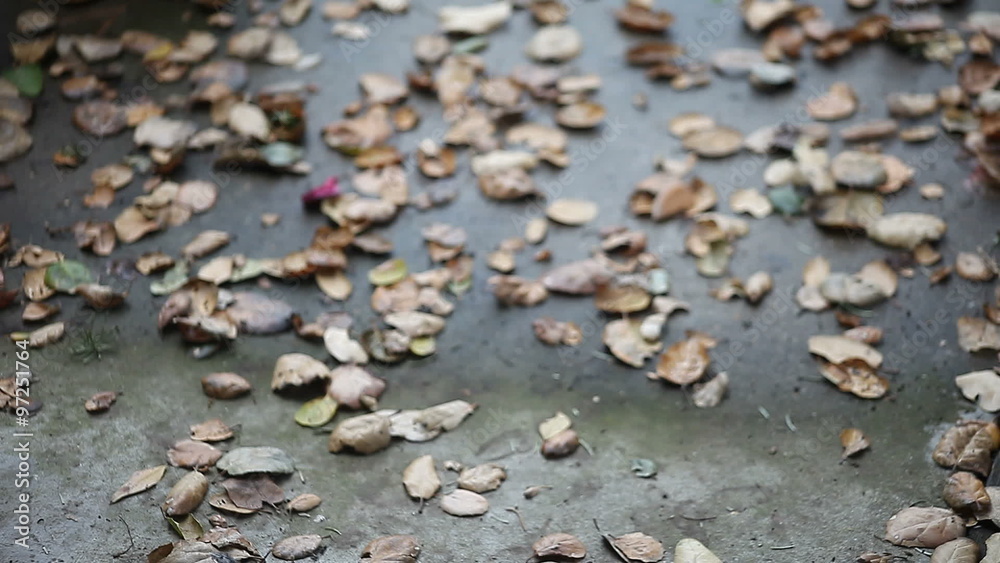 fallen leaves blown about on a windy day