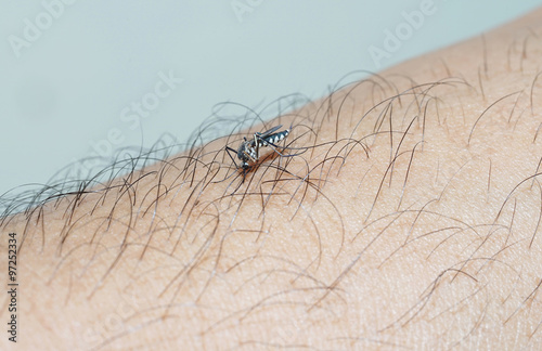 mosquito on the human skin