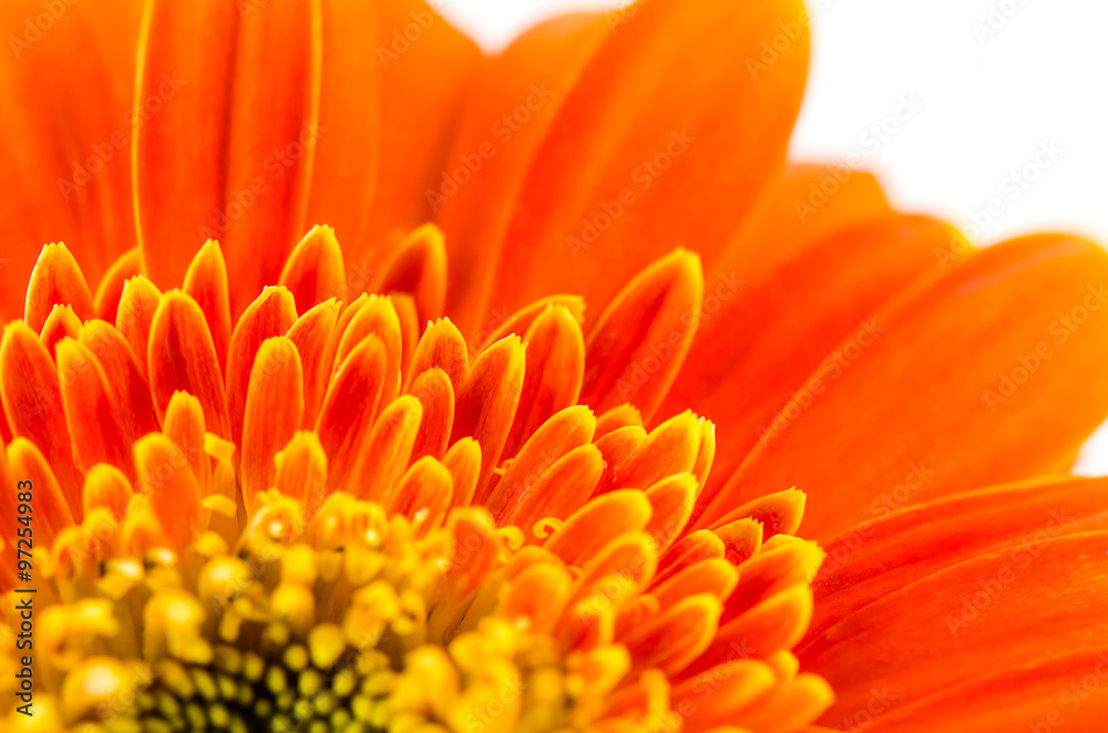 Orange gerbera flower for background. Orange gerbera flower for background.