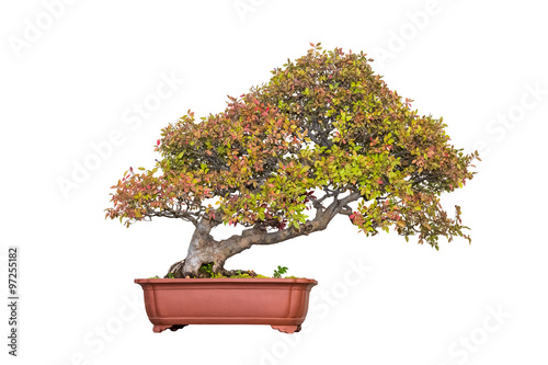 bonsai tree of chinese elm in autumn