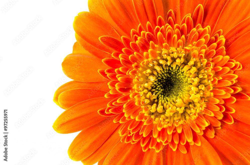 Orange gerbera flower isolated on white background.