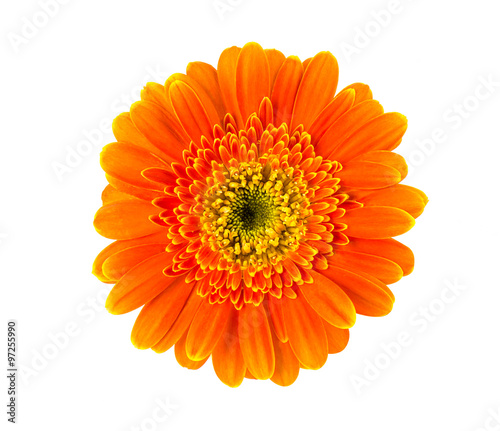 Orange gerbera flower isolated on white background.